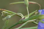 Virginia spiderwort